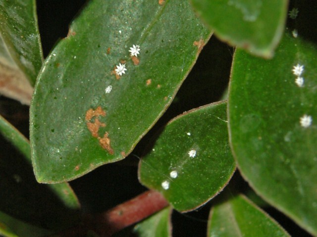 Neanidi di Cocciniglie?